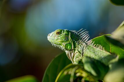 iguana