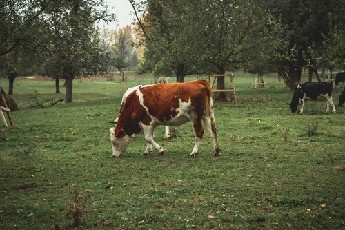 Field to Farm: Renting Cattle Grids for Agricultural Applications