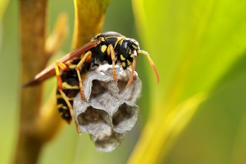 The Benefits of Regular Pest Management Services