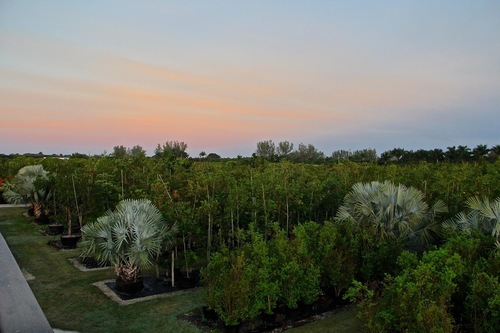 Why tree selection matters: Building landscapes that last