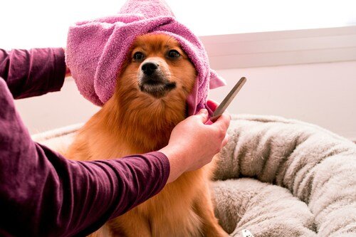 7 Ways to Educate Pet Owners about Grooming Benefits